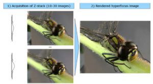 Hyperfocus image